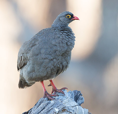 Red-billed Spurfowl